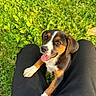 Claire joined the competition — help win amazing prizes! puppy, dog, grass, greenery, outdoor, happy, tongue_out, pet, nature, cute, animal, legs, black_pants, fur, small_dog, sunlight, person, playful, young_dog, closeup