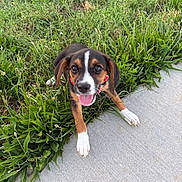 Claire joined the competition — help win amazing prizes! puppy, dog, grass, sidewalk, outdoor, young_dog, collar, tongue_out, happy, pet, animal, cute, playful, nature, greenery, smiling, walking_path, small_dog, fur, ears