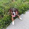 puppy, dog, grass, sidewalk, outdoor, young_dog, collar, tongue_out, happy, pet, animal, cute, playful, nature, greenery, smiling, walking_path, small_dog, fur, ears