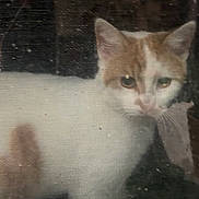 Talayee is registered to the contest to win money with this photo: animal, cat, close_up, curious, domestic_cat, feline, green_leaves, indoor, leafy, looking_out, nature, orange_and_white_cat, pet, plants, potted_plants, purple_flower, reflection, screen, window_screen, young_cat