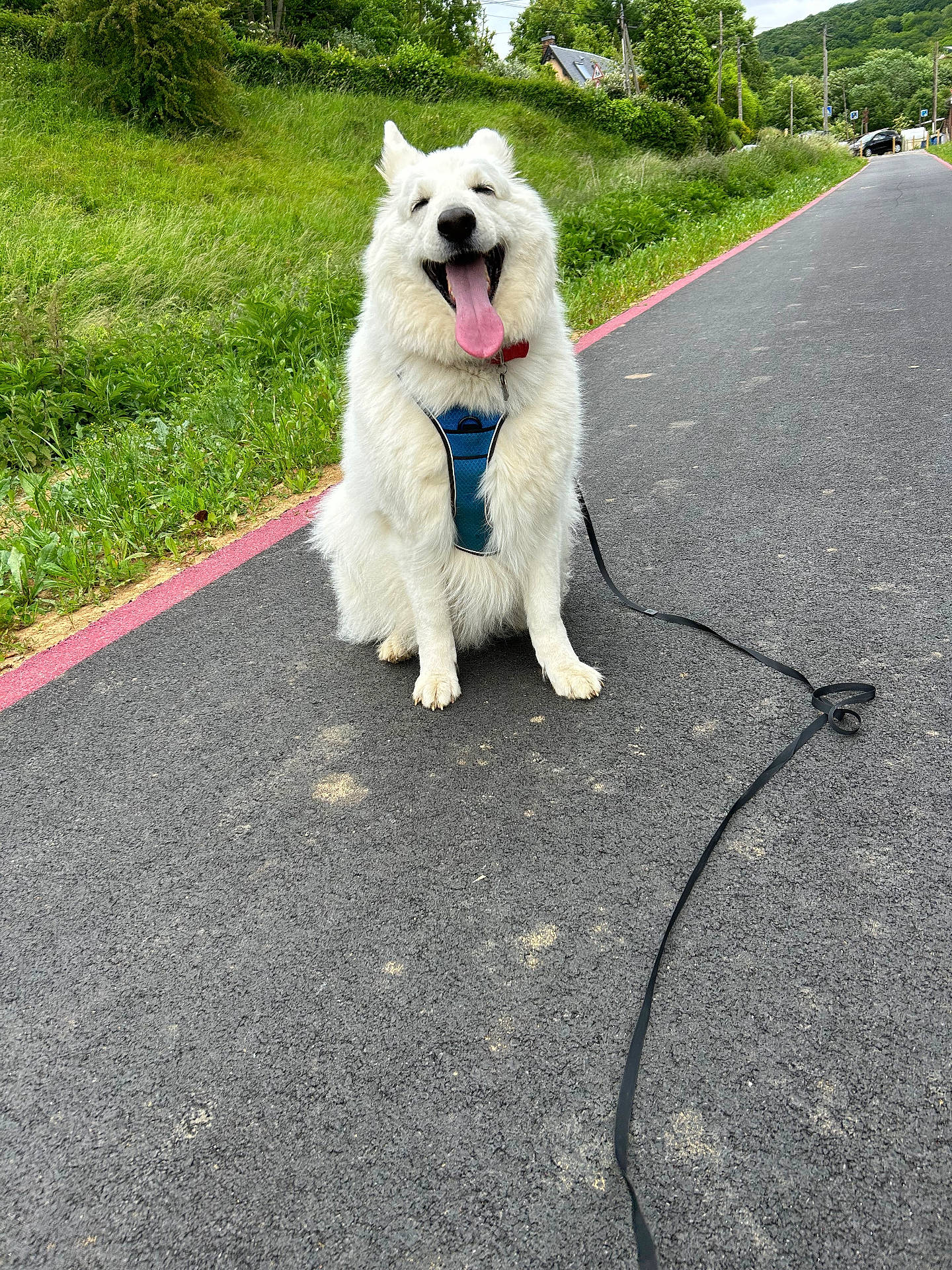 Olaf participe au concours pour gagner de l'argent avec cette photo : asphalt, canine, daylight, dog, grass, greenery, happy, harness, leash, nature, outdoor, park, pet, road, sitting, smiling_dog, tongue_out, trees, walk, white_dog