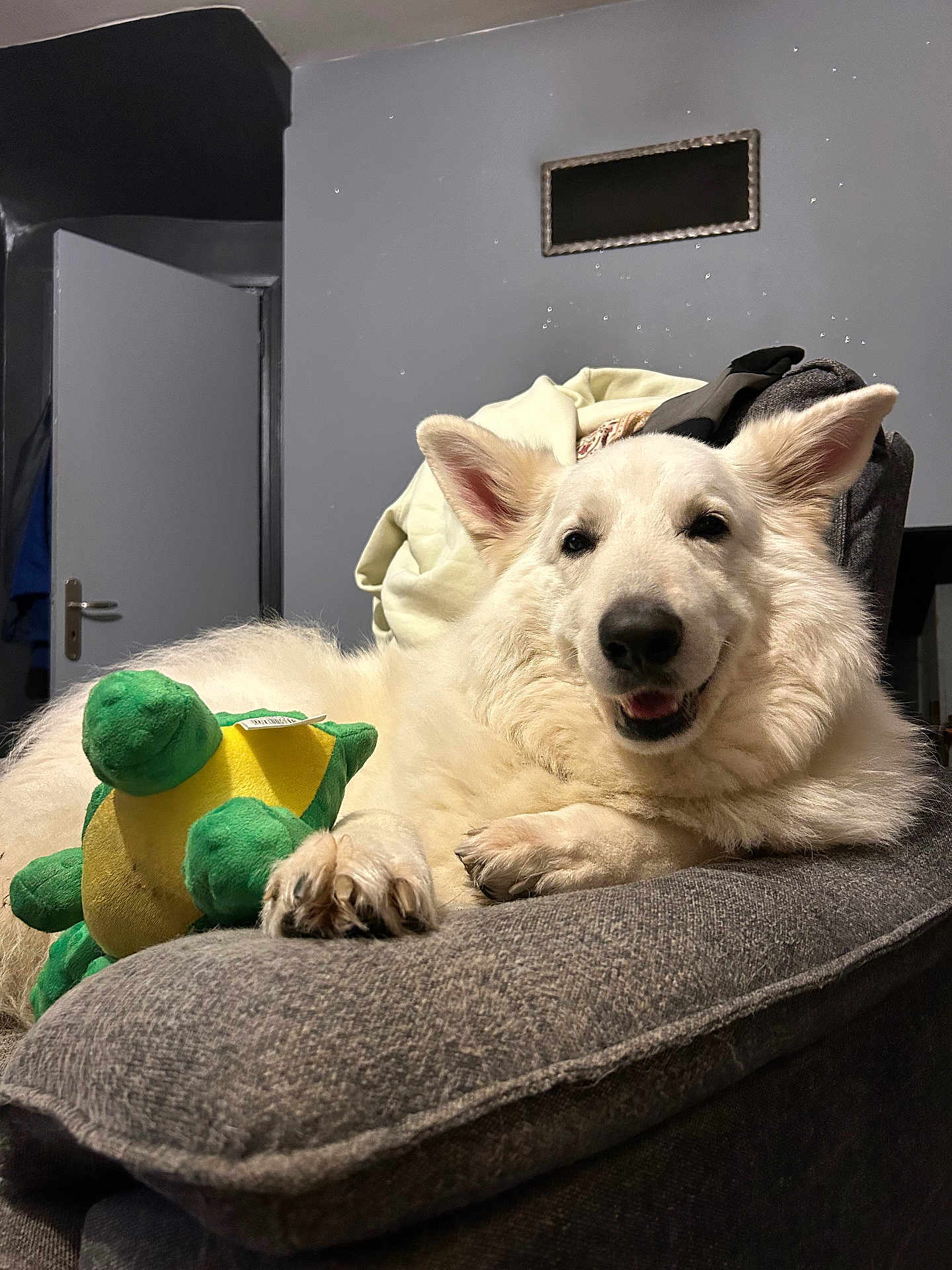 Olaf participe au concours pour gagner de l'argent avec cette photo : dog, white_dog, fluffy, couch, cushion, indoor, toy, plush_turtle, relaxed, happy, pet, animal, furniture, living_room, paw, ear, snout, smile, domestic_animal, cozy