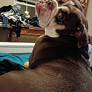 Taz is registered to the contest to win money with this photo: bed, bedroom, blanket, bookshelf, brown_dog, close_up, clothing, couch, dog, floppy_ears, funny_expression, home, indoor, laundry, pet, portrait, tongue, white_markings, wide_eye, window