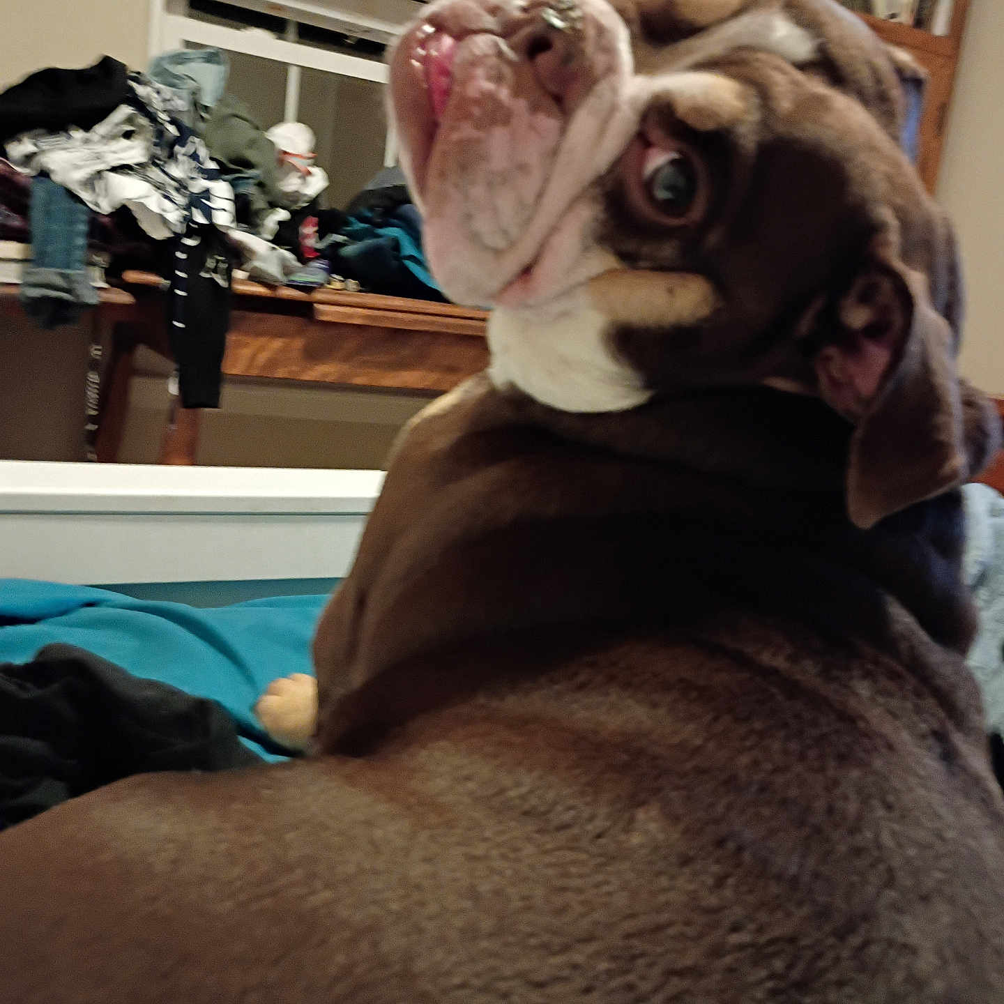 Taz