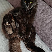 Panthère participe au concours pour gagner de l'argent avec cette photo : animal, black_cat, book, cat, couch, cozy, cute, feline, fluffy, fur, home, indoor, long_tail, pet, pokemon, relaxed, resting, sitting, whiskers, yellow_eyes