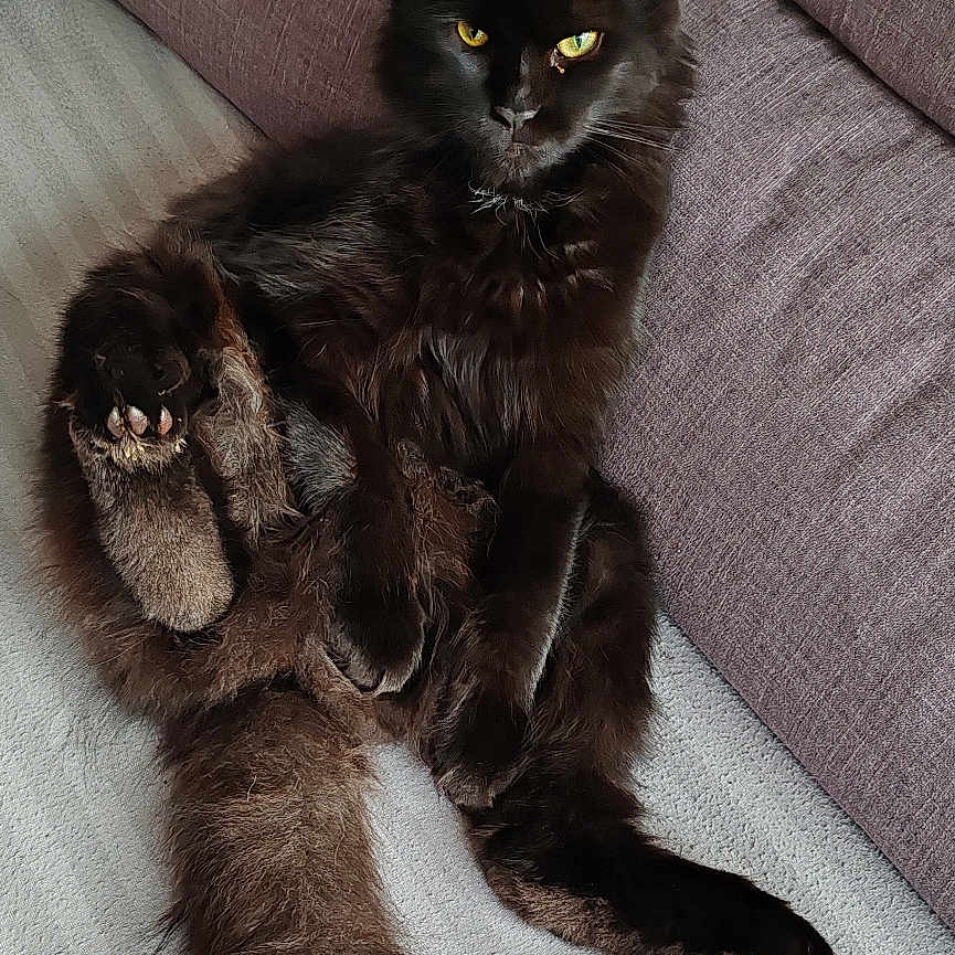 Panthère participe au concours pour gagner de l'argent avec cette photo : animal, black_cat, book, cat, couch, cozy, cute, feline, fluffy, fur, home, indoor, long_tail, pet, pokemon, relaxed, resting, sitting, whiskers, yellow_eyes
