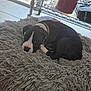 Romeo is registered to the contest to win money with this photo: puppy, dog, black_and_white, resting, fluffy_rug, indoor, tile_floor, collar, pet, cute, sleepy, home, cozy, relaxing, young_dog, fur, animal, metal_shelf, window, daylight