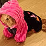 cat, orange_cat, pet, animal, costume, pink_hood, black_clothing, fluffy, cute, funny, fashionable, portrait, indoor, wooden_floor, sitting, lying_down, whiskers, feline, playful, full_body