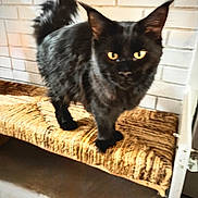 Kiwi is registered to the contest to win money with this photo: cat, black_cat, yellow_eyes, fluffy, tail, chair, woven_chair, indoor, brick_wall, pet, feline, animal, domestic_animal, fur, whiskers, ears, wooden_floor, closeup, standing, cozy