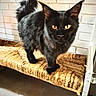 cat, black_cat, yellow_eyes, fluffy, tail, chair, woven_chair, indoor, brick_wall, pet, feline, animal, domestic_animal, fur, whiskers, ears, wooden_floor, closeup, standing, cozy