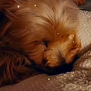 Titinou participe au concours pour gagner de l'argent avec cette photo : dog, sleeping, close_up, fluffy, brown_fur, blanket, cozy, resting, indoors, cute, pet, fur, warm, texture, calm, relaxation, animal, companion, peaceful, sparkles