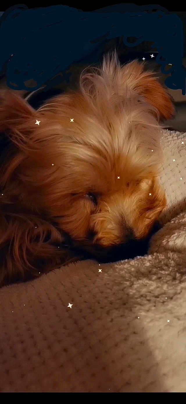 Titinou participe au concours pour gagner de l'argent avec cette photo : dog, sleeping, close_up, fluffy, brown_fur, blanket, cozy, resting, indoors, cute, pet, fur, warm, texture, calm, relaxation, animal, companion, peaceful, sparkles