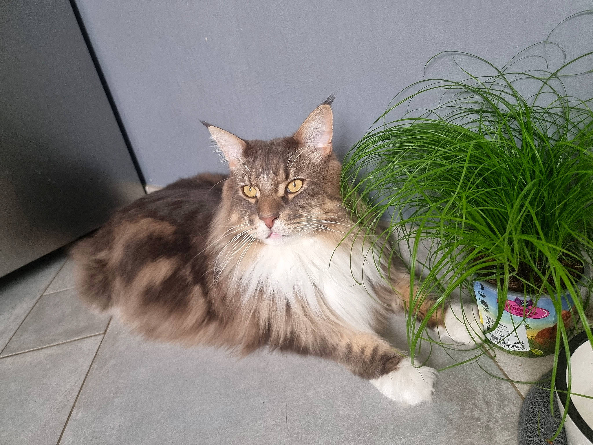 Mainy a rejoint le concours — aidez-le/la à gagner de superbes lots ! carnivore, cat, domestic_short_haired_cat, eye, fawn, felidae, flowerpot, fur, grass, houseplant, maine_coon, paw, plant, road_surface, small_to_medium_sized_cats, snout, tail, terrestrial_animal, whiskers, window