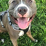 Gunner is registered to the contest to win money with this photo: american_pit_bull_terrier, american_staffordshire_terrier, carnivoran, dog, dog_breed, dog_breed_group, dog_like_mammal, grass, pit_bull, snout