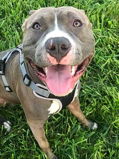 Gunner joined the competition — help win amazing prizes! american_pit_bull_terrier, american_staffordshire_terrier, carnivoran, dog, dog_breed, dog_breed_group, dog_like_mammal, grass, pit_bull, snout