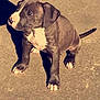Gunner is registered to the contest to win money with this photo: american_pit_bull_terrier, carnivoran, dog, dog_breed, dog_like_mammal, pit_bull, snout