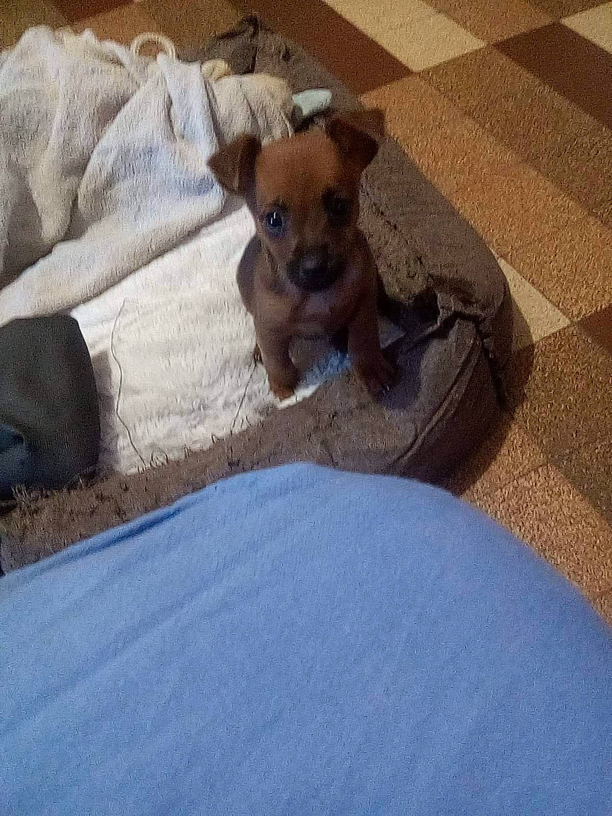 Gaya participe au concours pour gagner de l'argent avec cette photo : canidae, carnivore, chihuahua, comfort, companion_dog, dog, dog_breed, fawn, flooring, hardwood, linens, mammal, paw, road_surface, shadow, sporting_group, street_dog, toy_dog, wood, working_animal