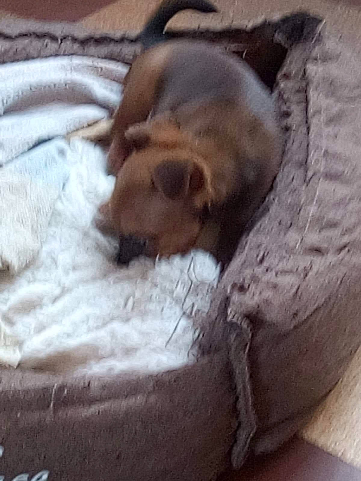 Gaya participe au concours pour gagner de l'argent avec cette photo : bed_sheet, bedding, brown, canidae, carnivore, comfort, companion_dog, dog, dog_breed, fawn, fur, hardwood, linens, liver, nap, snout, sporting_group, terrestrial_animal, wood, working_animal