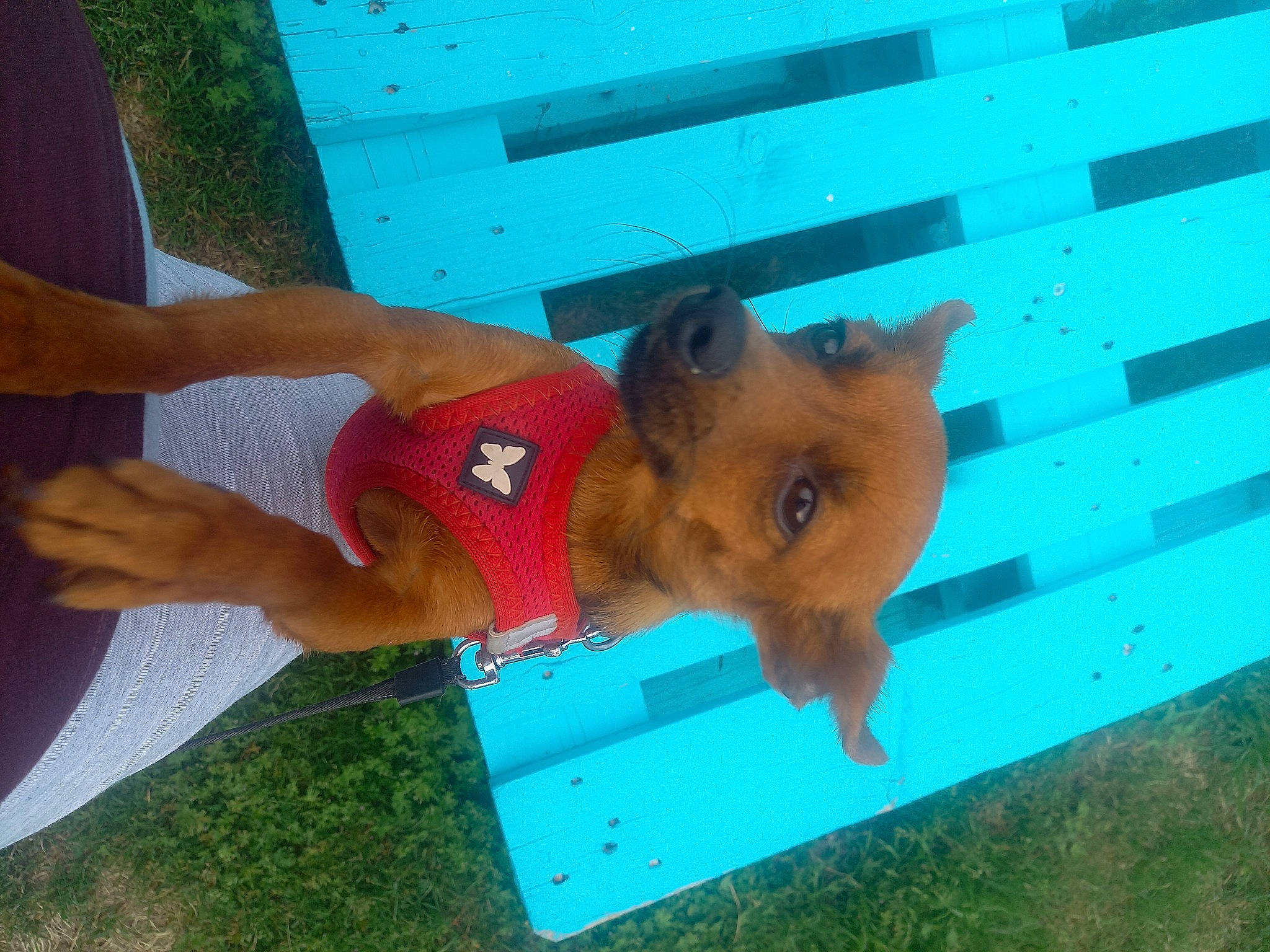 Gaya a rejoint le concours — aidez-le/la à gagner de superbes lots ! canidae, carnivore, companion_dog, dog_breed, elbow, electric_blue, fawn, fun, fur, grass, human_leg, leisure, liver, snout, sporting_group, thigh, water, working_animal