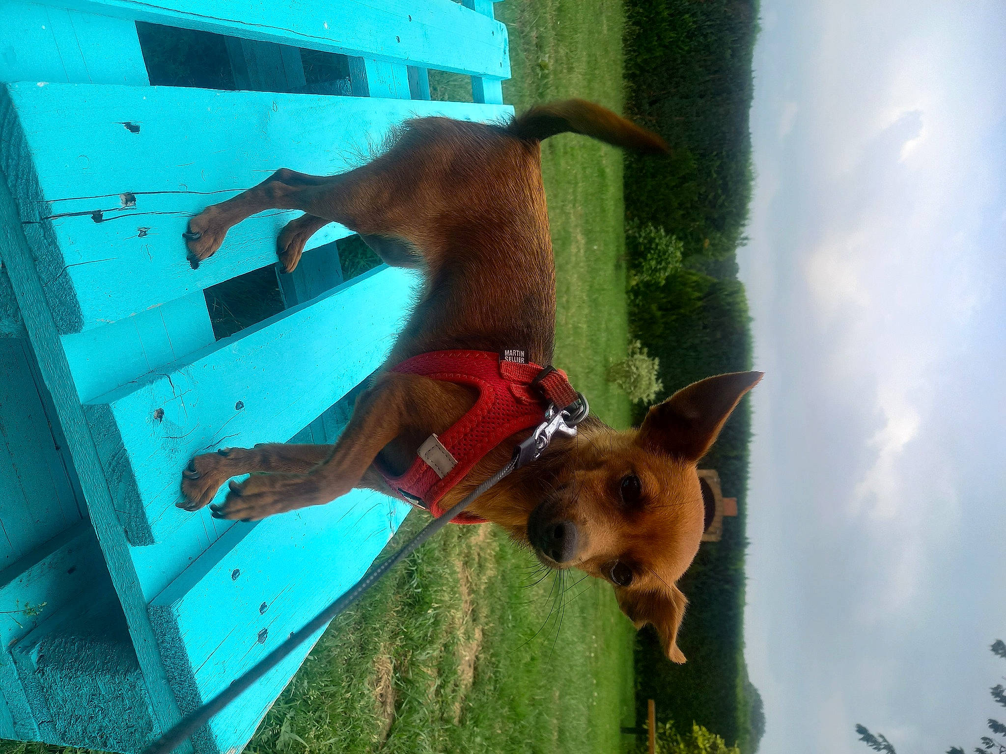 Gaya participe au concours pour gagner de l'argent avec cette photo : blue, canidae, carnivore, cloud, companion_dog, dog, dog_breed, dog_supply, fawn, fun, liver, mammal, pet_supply, plant, sky, snout, sporting_group, tail, vertebrate, working_animal