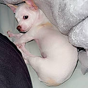 Zero is registered to the contest to win money with this photo: puppy, dog, white_dog, small_dog, blanket, fabric, fur, pet, animal, indoor, cute, lying_down, resting, cozy, curious, companion, soft_texture, human_leg, black_clothing, close_up