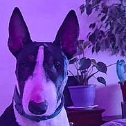 Bu'Bul a rejoint le concours — aidez-le/la à gagner de superbes lots ! dog, bull_terrier, pet, indoor, plant, potted_plant, furniture, purple_lighting, portrait, animal, collar, ears, snout, face_marking, close_up, domestic_animal, canine, houseplant, table, background