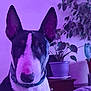 dog, bull_terrier, pet, indoor, plant, potted_plant, furniture, purple_lighting, portrait, animal, collar, ears, snout, face_marking, close_up, domestic_animal, canine, houseplant, table, background