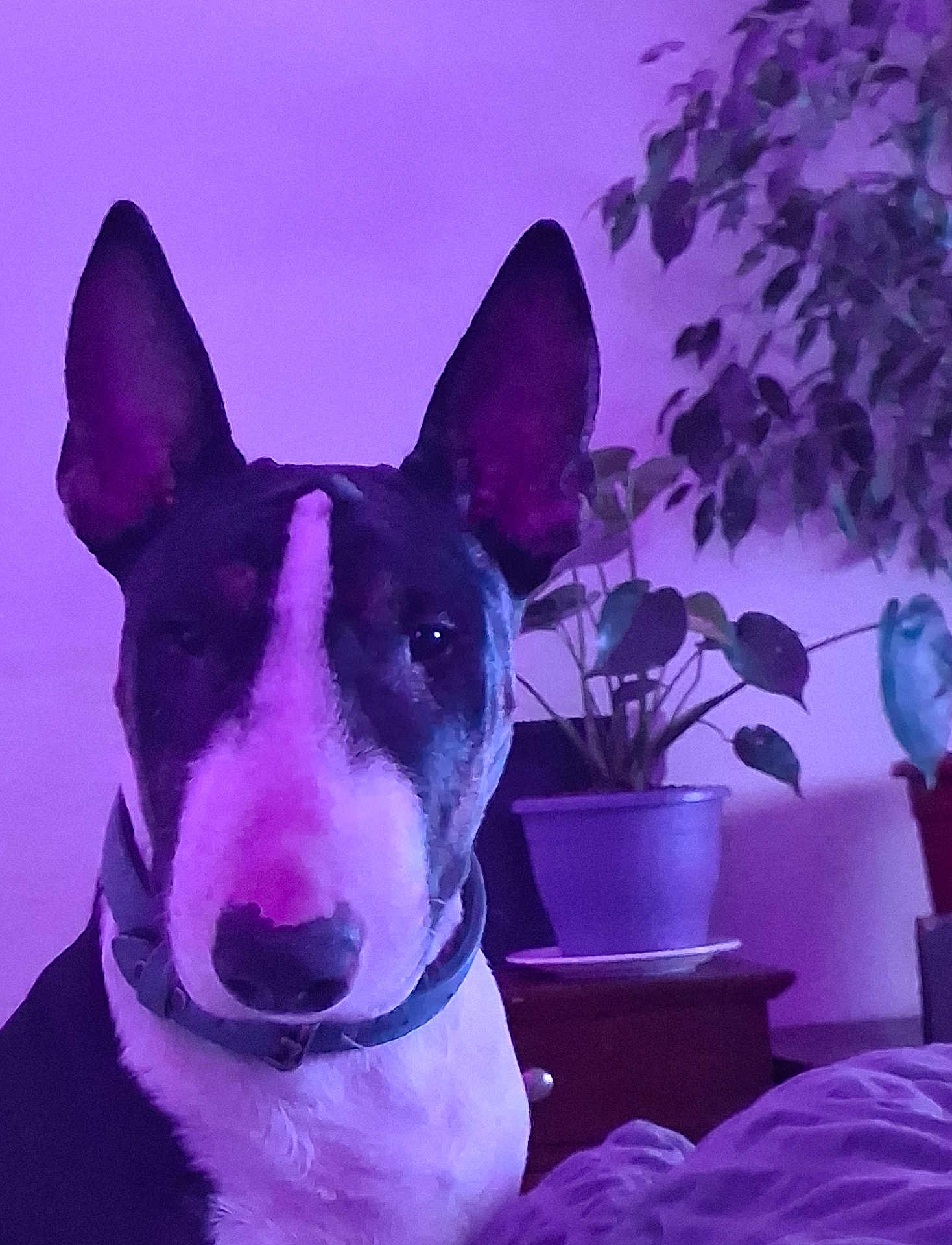 Bu'Bul a rejoint le concours — aidez-le/la à gagner de superbes lots ! dog, bull_terrier, pet, indoor, plant, potted_plant, furniture, purple_lighting, portrait, animal, collar, ears, snout, face_marking, close_up, domestic_animal, canine, houseplant, table, background