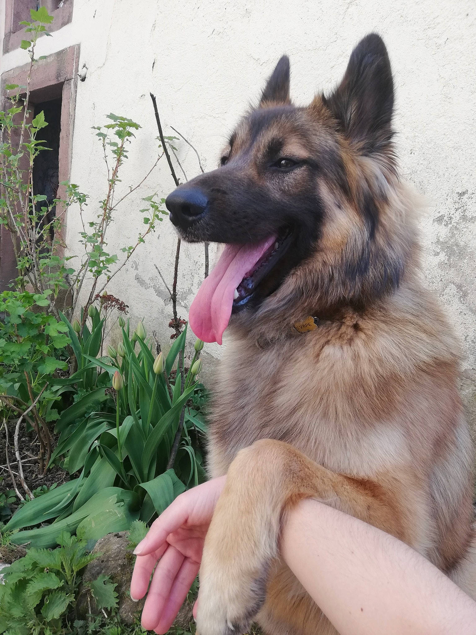 Olympe a rejoint le concours — aidez-le/la à gagner de superbes lots ! canidae, carnivore, collar, companion_dog, dog, dog_breed, fawn, german_shepherd_dog, grass, groundcover, herbaceous_plant, herding_dog, old_german_shepherd_dog, plant, snout, sporting_group, terrestrial_animal, window, working_animal, working_dog