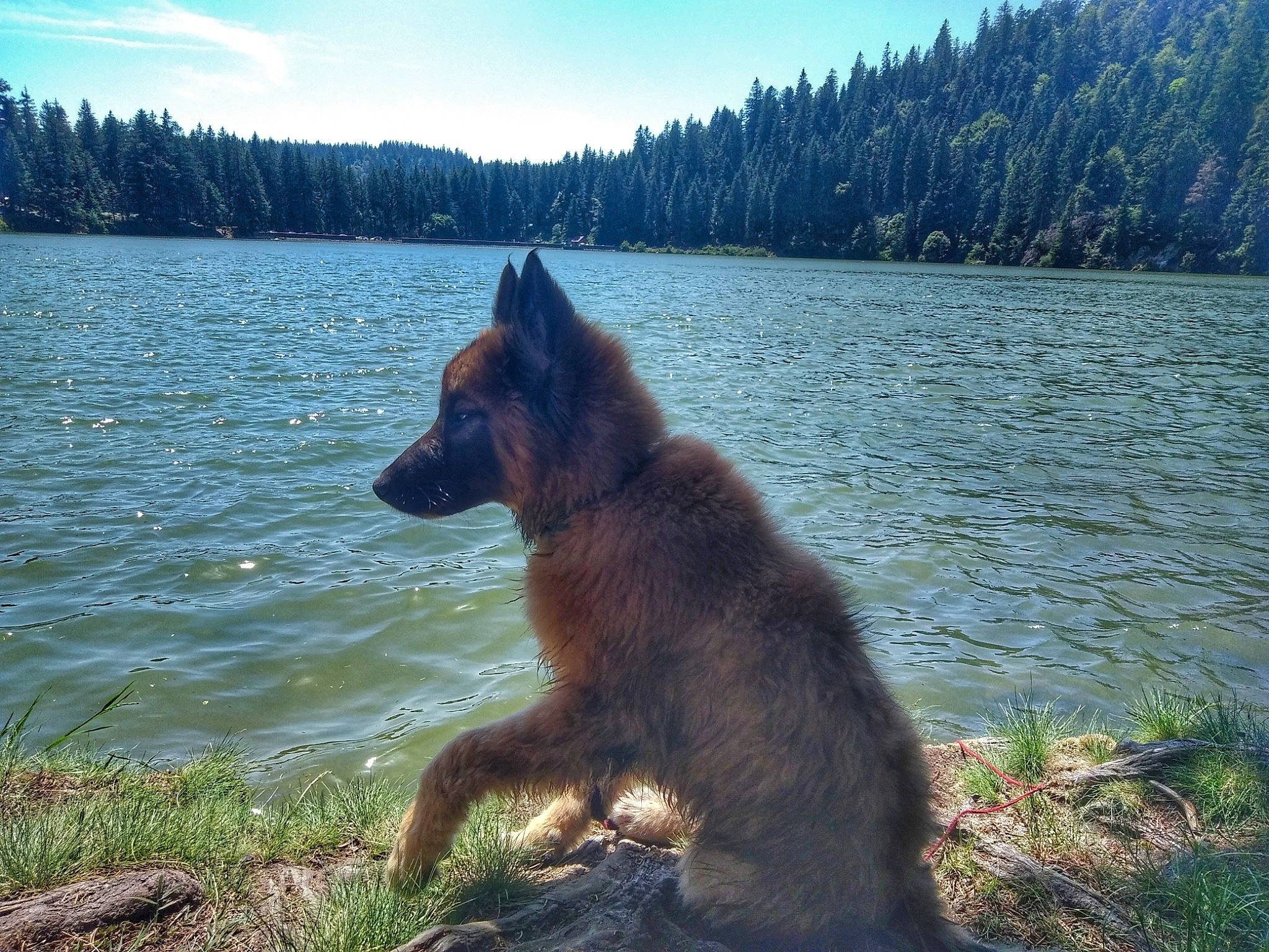 Olympe a rejoint le concours — aidez-le/la à gagner de superbes lots ! canidae, carnivore, cloud, dog, dog_breed, east_european_shepherd, fawn, grass, herding_dog, lake, landscape, mountain, natural_landscape, old_german_shepherd_dog, plant, sky, tail, tree, water, working_animal