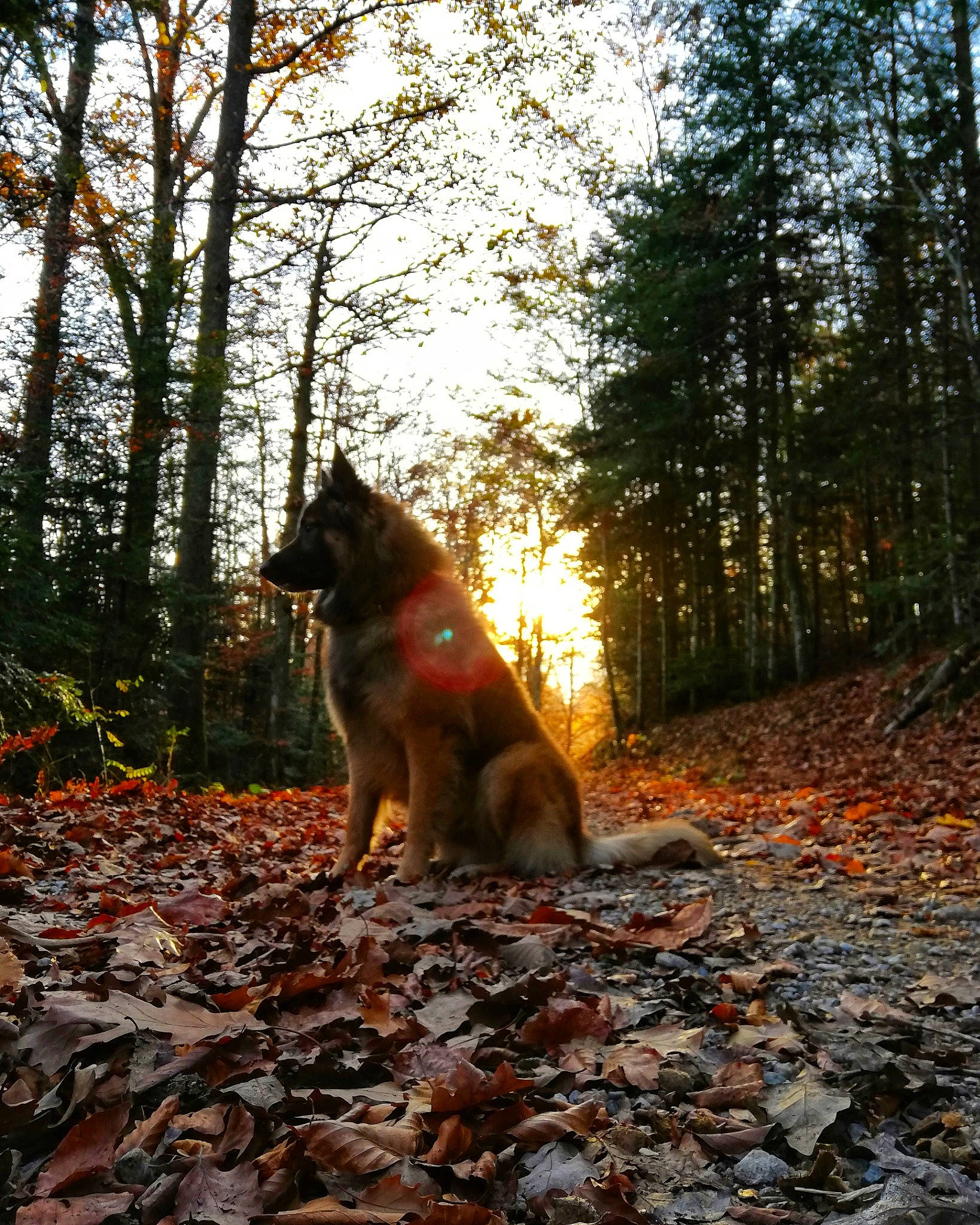 Olympe a rejoint le concours — aidez-le/la à gagner de superbes lots ! biome, carnivore, deciduous, dog, dog_breed, fawn, grass, landscape, natural_landscape, people_in_nature, plant, sky, sunlight, tail, tints_and_shades, tree, trunk, window, wood, woody_plant