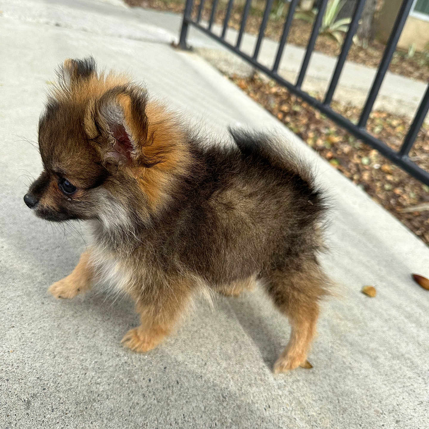 Bella is registered to the contest to win money with this photo: animal, black, brown, canine, concrete, curious, dog, ears, fence, fur, grass, nature, outdoor, pet, puppy, sidewalk, small_dog, tail, walking, young_dog