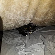 Krafty joined the competition — help win amazing prizes! cat, black_cat, white_paws, blanket, bed_sheet, indoor, pet, animal, hiding, cozy, fur, whiskers, claws, playful, cute, resting, dim_light, fabric, home, curled_up