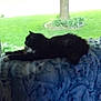 Krafty is registered to the contest to win money with this photo: cat, black_cat, indoor, blanket, window, tree, grass, yard, pet, animal, feline, resting, stretching, paws, fur, nature, daylight, home, comfort, relaxation