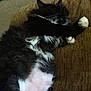 Krafty is registered to the contest to win money with this photo: cat, feline, black_and_white, fluffy, pet, animal, sleeping, relaxed, paw, couch, indoor, fur, whiskers, mammal, resting, cozy, domestic, cute, lazy, comfort