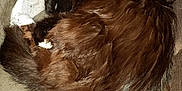 Krafty is registered to the contest to win money with this photo: animal, black_fur, blanket, brown_fur, cat, close_up, comfort, cozy, curled_up, domestic_animal, fluffy, fur, indoor, nap, pet, relaxing, resting, sleeping, soft_surface, white_paws