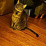 Ash is registered to the contest to win money with this photo: cat, tabby, pet, indoor, wooden_floor, collar, curious, sitting, animal, feline, household, domestic, looking, brown, striped, fur, ears, whiskers, tail, clothing