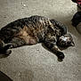 Ash is registered to the contest to win money with this photo: cat, tabby, gray, feline, pet, animal, carpet, indoor, relaxed, sleeping, paw, fur, whiskers, cute, domestic, resting, cozy, laying_down, home, mammal