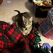 Ash joined the competition — help win amazing prizes! cat, tabby, gray_cat, pet, blanket, plaid, carpet, indoor, tote_bag, socks, box, curious, animal, feline, yellow_eyes, cozy, household, floor, domestic, resting