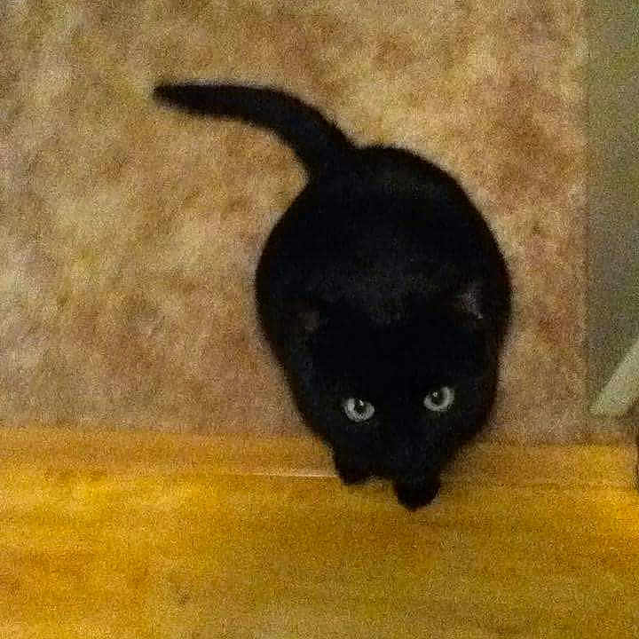 Shadow is registered to the contest to win money with this photo: animal, black_cat, blurred, carpet, cat, companion, cute, domestic_cat, eyes, feline, floor, fur, home, indoor, looking_up, pet, sitting, tail, whiskers, wood_floor