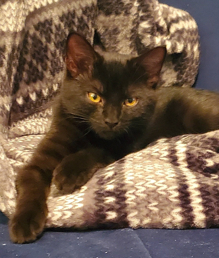 Roxy is registered to the contest to win money with this photo: black_cat, carnivore, cat, cat_supply, claw, comfort, domestic_short_haired_cat, felidae, fur, havana_brown, paw, shadow, sitting, small_to_medium_sized_cats, snout, tail, terrestrial_animal, tints_and_shades, whiskers