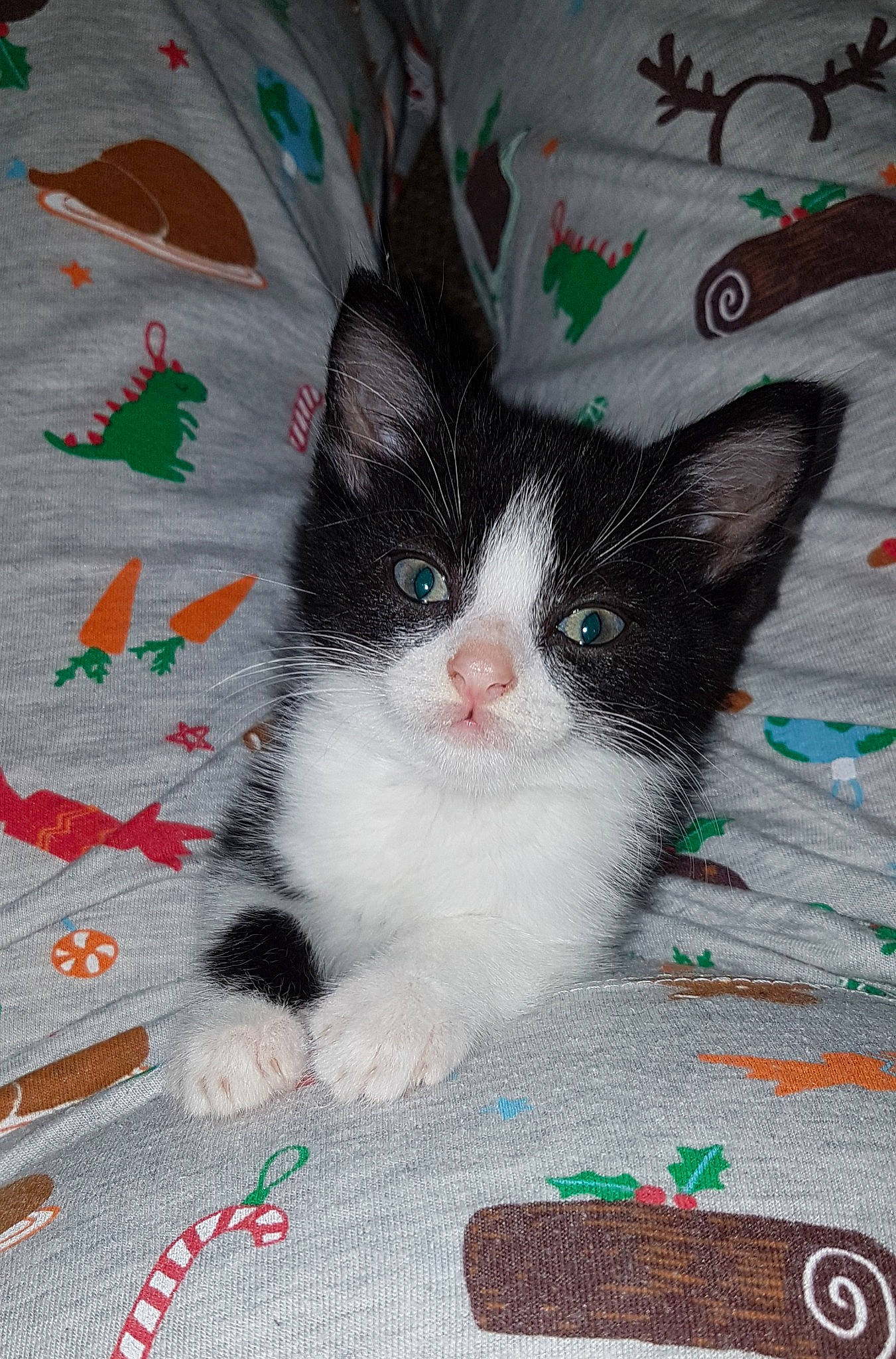 Joey is registered to the contest to win money with this photo: art, carnivore, cat, claw, creative_arts, domestic_short_haired_cat, felidae, flooring, foot, fur, linens, pattern, paw, small_to_medium_sized_cats, tail, whiskers