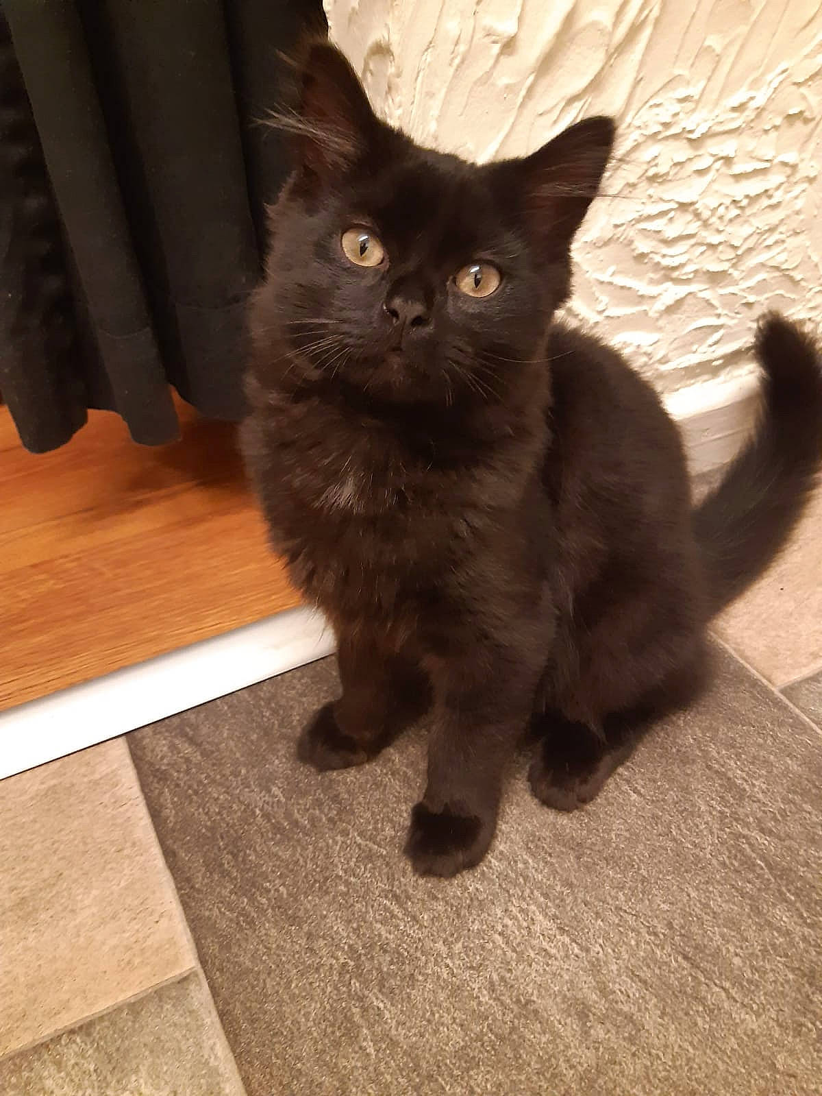 Bear joined the competition — help win amazing prizes! black_cat, bombay, carnivore, cat, claw, comfort, domestic_short_haired_cat, felidae, flooring, fur, grey, hardwood, paw, small_to_medium_sized_cats, snout, tail, terrestrial_animal, varnish, whiskers, wood