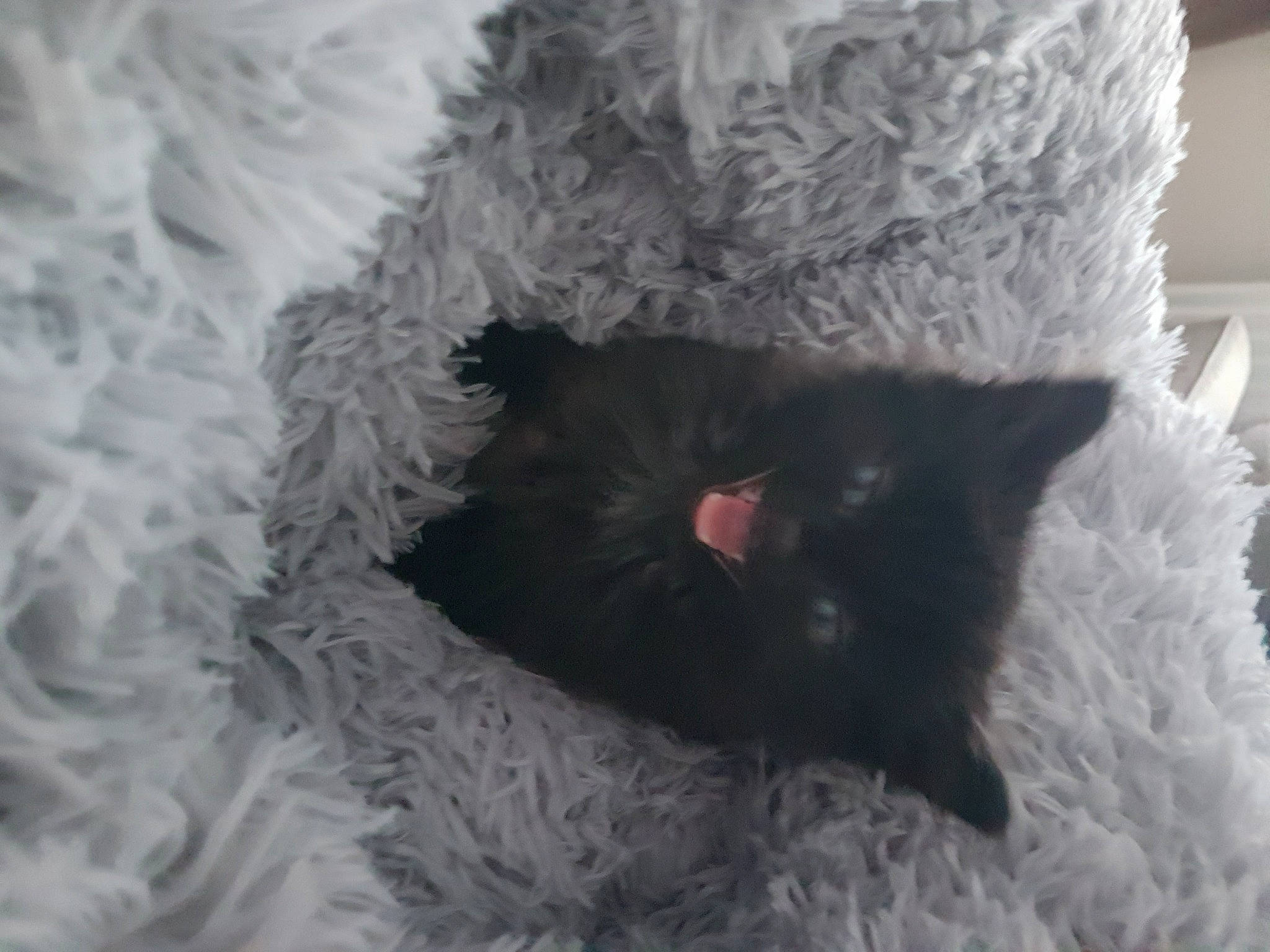 Bear is registered to the contest to win money with this photo: black_cat, carnivore, cat, cat_bed, cat_supply, conifer, domestic_short_haired_cat, felidae, freezing, fur, hat, knitting, pattern, small_to_medium_sized_cats, snow, tail, thread, whiskers, winter, wool