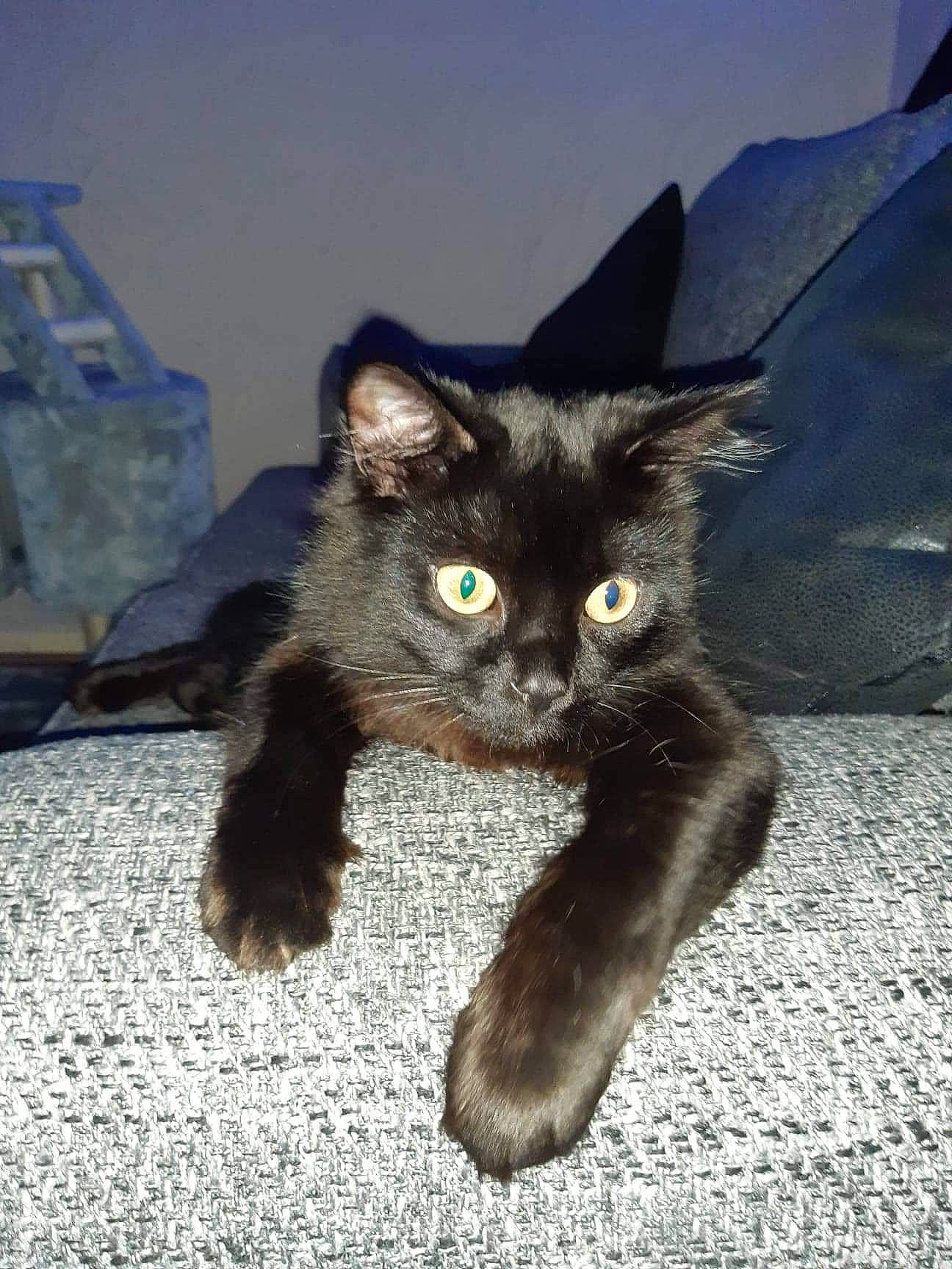 Bear is registered to the contest to win money with this photo: black_cat, carnivore, cat, claw, comfort, domestic_short_haired_cat, felidae, fur, paw, small_to_medium_sized_cats, tail, terrestrial_animal, whiskers