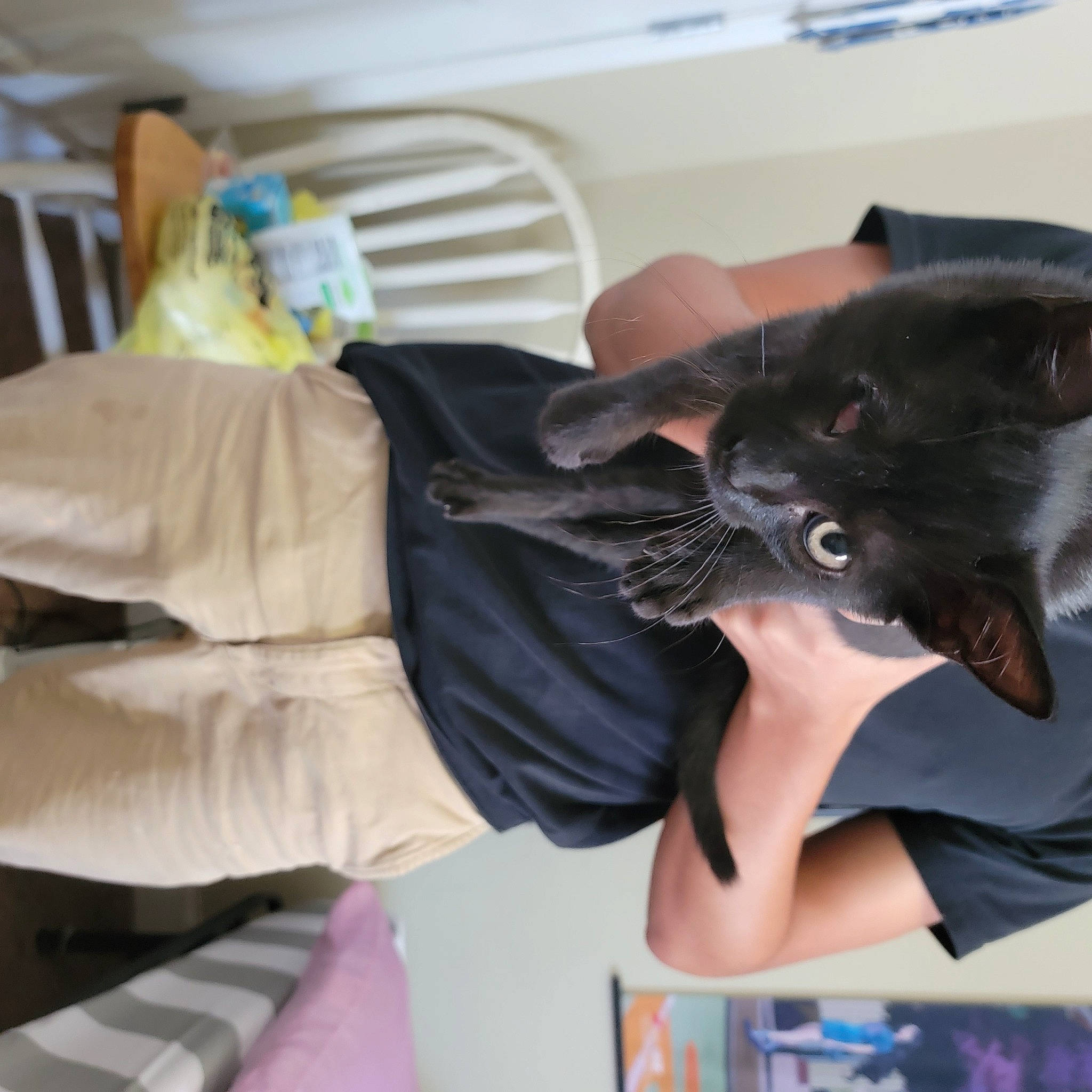 Stoney is registered to the contest to win money with this photo: black_cat, carnivore, cat, claw, comfort, domestic_short_haired_cat, fashion_accessory, felidae, formal_wear, fur, gesture, human_leg, nail, paw, personal_protective_equipment, sleeve, small_to_medium_sized_cats, tail, whiskers, wrist