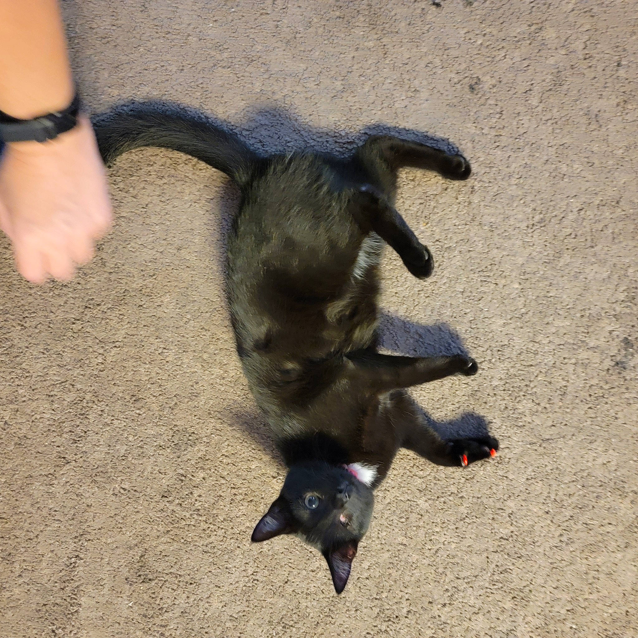 Stoney joined the competition — help win amazing prizes! canidae, carnivore, claw, companion_dog, dog, dog_breed, fawn, felidae, fur, marsupial, paw, sand, shadow, snout, soil, sporting_group, tail, terrestrial_animal, wildlife, working_animal