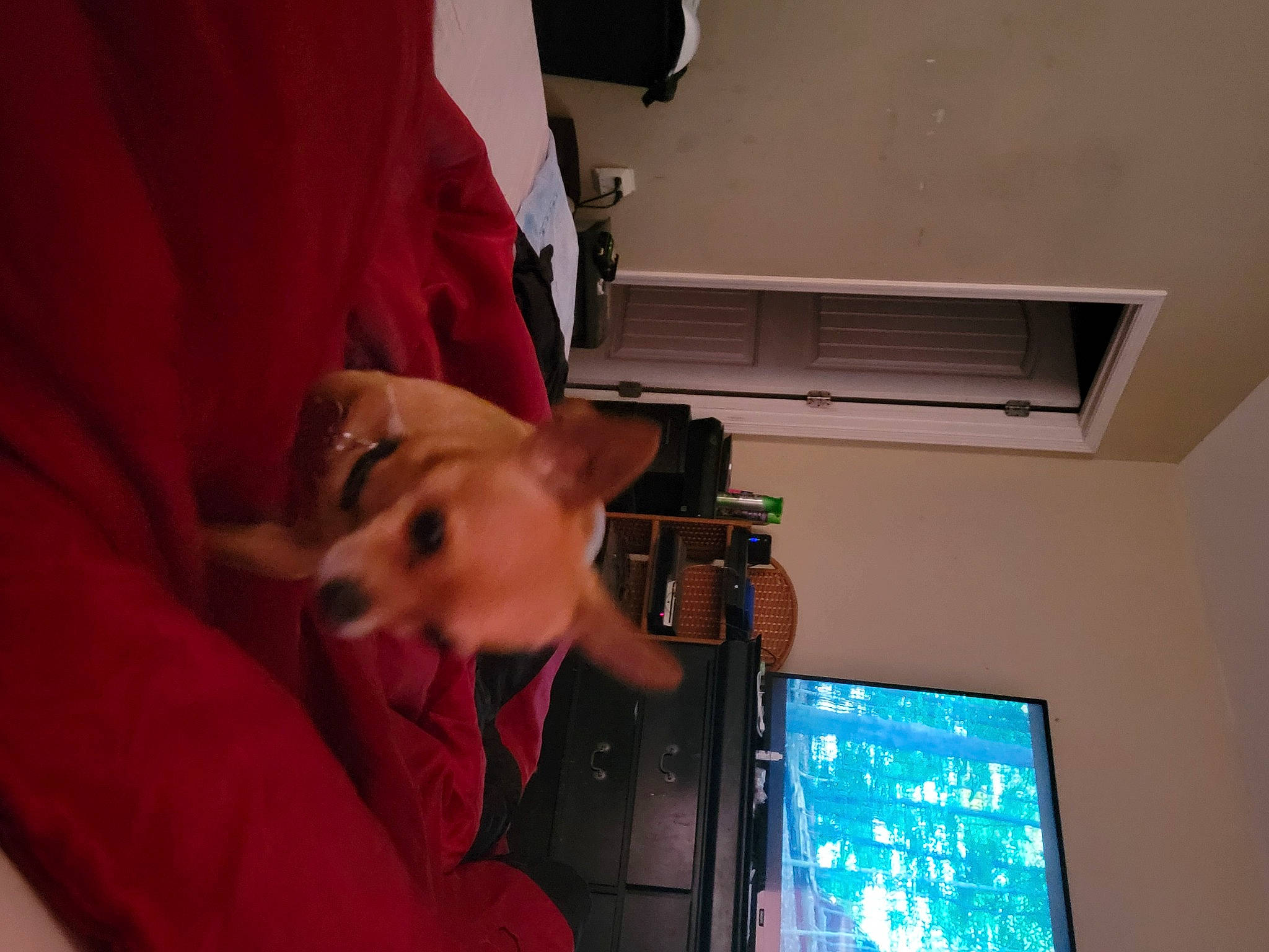 Liam is registered to the contest to win money with this photo: abdomen, audio_equipment, carnivore, comfort, companion_dog, display_device, dog, dog_breed, ear, fawn, fur, gadget, machine, multimedia, room, snout, sporting_group, television, television_set, working_animal