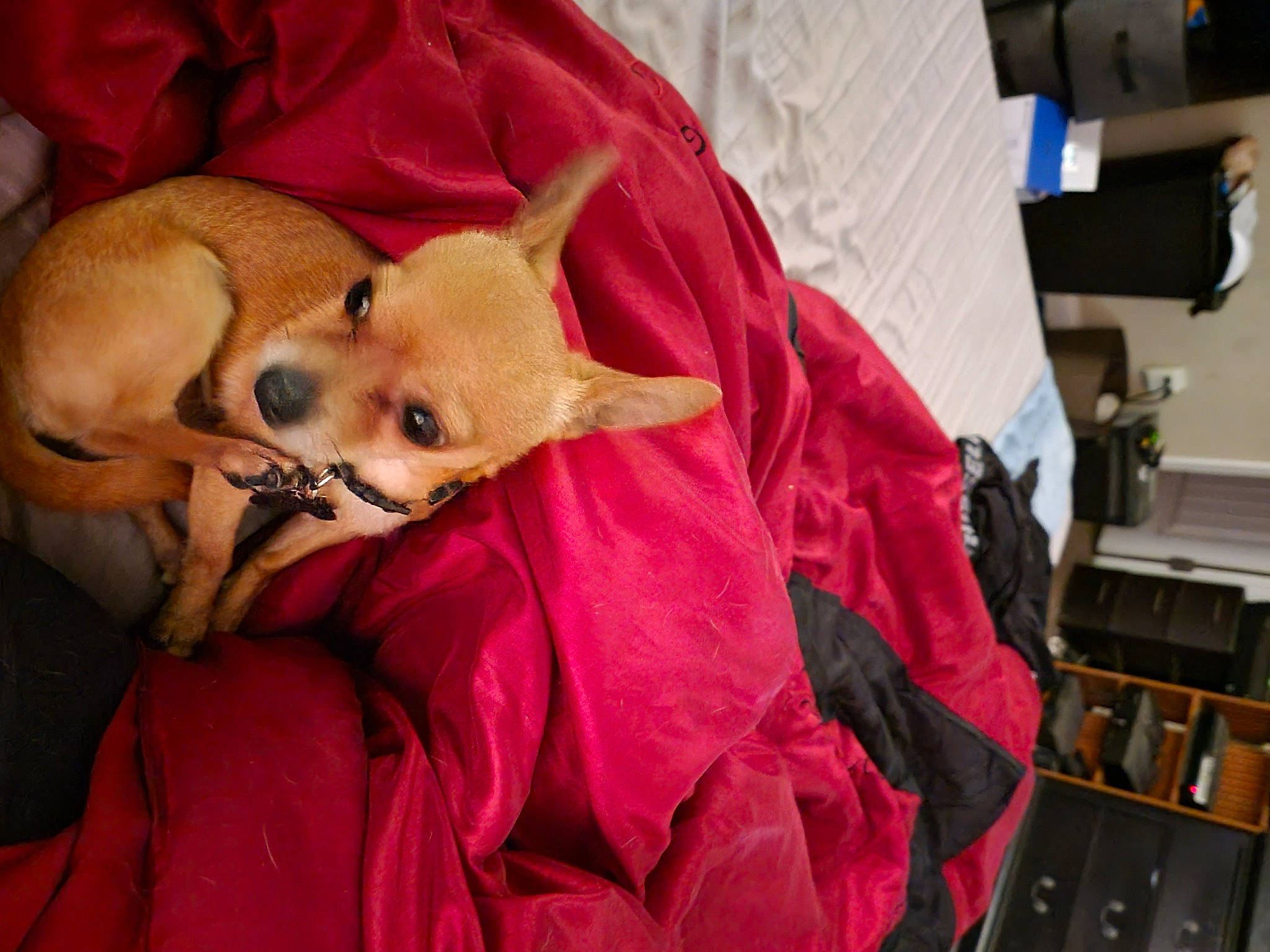 Liam joined the competition — help win amazing prizes! bed, canidae, carmine, carnivore, comfort, companion_dog, dog, dog_breed, dog_supply, fawn, fur, linens, magenta, nap, pomeranian, spitz, sporting_group, toy_dog, whiskers, working_animal