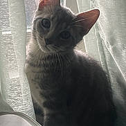 Jaybo is registered to the contest to win money with this photo: cat, gray_cat, tabby, window, curtains, indoor, pet, curious, light, shadows, whiskers, ears, face, feline, animal, domestic, sitting, looking, head_tilt, soft_light